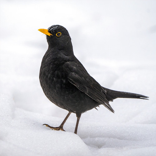 SS00524 - Blackbird in Snow (1 pack of 8 charity Christmas cards)-