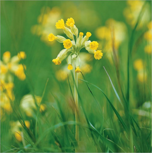 SM14268 - Cowslips (1 blank card)