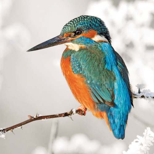 TWT91080 - Kingfisher (1 pack of 8 charity Christmas cards)