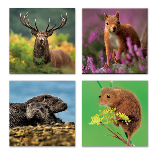 WAL91162 - TWT British Mammals (1 wallet of 8 cards)