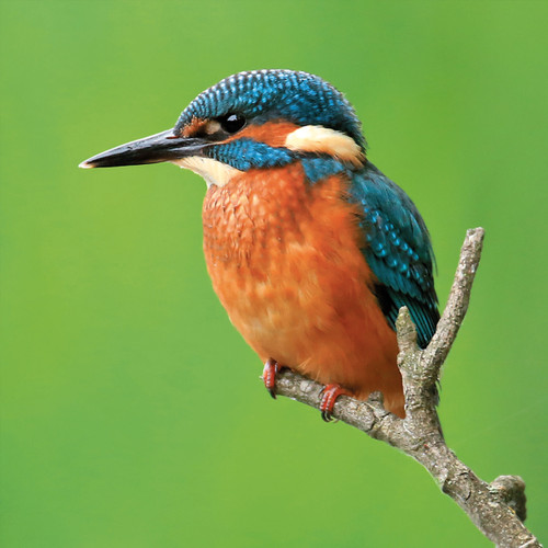 WT91447 - Kingfisher (1 blank card)