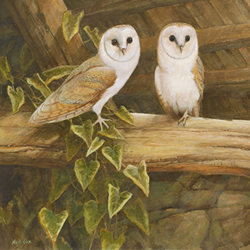 NC74282 - Barn Owls (1 blank card)~