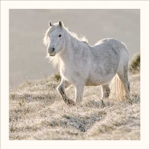 SM25014 - Wild Pony (1 blank card)