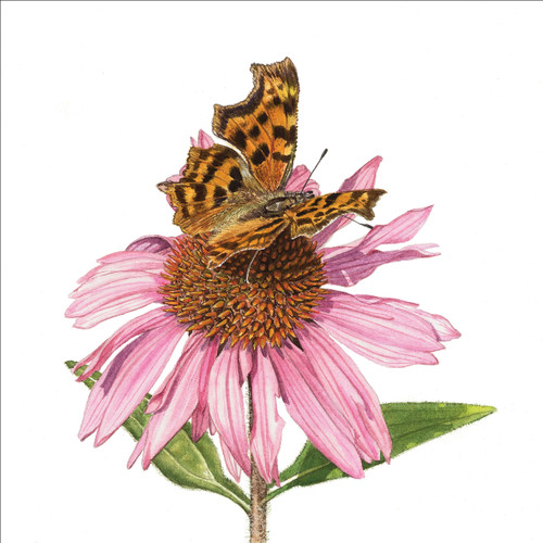 BS77592 - Butterfly and Echinacea (1 blank card)