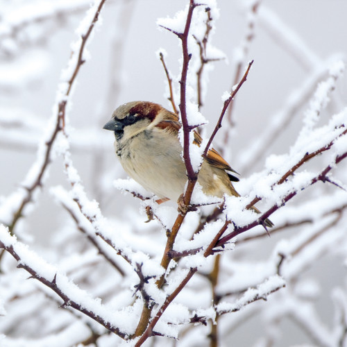TWT91012 - Sparrow (1 pack of 8 charity Christmas cards)