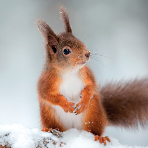 TWT91013 - Red Squirrel (1 pack of 8 charity Christmas cards)