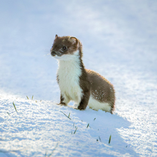 TWT91015 - Stoat (1 pack of 8 charity Christmas cards)