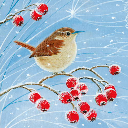 TWT91041 - Wren (1 pack of 8 charity Christmas cards)