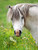 MIN11525 - Pony in the Meadow (1 blank minicard)~