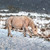 SM14082 - Moorland Pony, Falling Snow (1 blank card)~