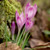 E10613 - Crocuses (1 blank card)~