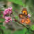 WT91333 - Gatekeeper Butterfly (1 blank card)~