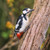 WT91370 - Great Spotted Woodpecker (1 blank card)~
