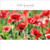 SM14018S - Poppies in the Cornfield (1 sympathy card)~