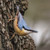 WT91384 - Nuthatch (1 blank card)~