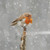 SM14146 - Robin in Falling Snow (1 blank card)~