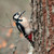 WT91409 - Great Spotted Woodpecker (1 blank card)~