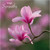 SM14212S - Magnolia (1 sympathy card)~