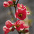 E10610 - Quince Blossom (1 blank card)~