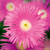 E10605 - Mesembryanthemums (1 blank card)~