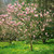 E10580 - Magnolia Tree (1 blank card)~