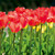 E10570 - Red Tulips (1 blank card)~