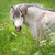 E10569 - Pony in the Meadow (1 blank card)~