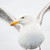 E10541 - Seagull (1 blank card)~