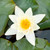 E10516 - Water Lily (1 blank card)~