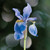 E10496 - Iris Germanica (1 blank card)~