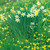 E10440 - Daffodils and Celandines (1 blank card)~