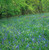 E10420 - Bluebell Wood (1 blank card)~