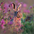 WT91413 - Brown Hare amongst Heather (1 blank card)~