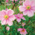 SM14233T - Japanese Anemones (1 thank you card)