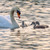 WT91422 - Swan and Cygnets (1 blank card)~