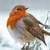 WT91427 - Robin in Falling Snow (1 blank card)-