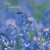 SM14260S - Bluebell Haze (1 sympathy card)