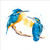 RT84285 - Kingfishers (1 blank card)