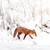 TWT91075 - Red Fox in the Snow (1 pack of 8 charity Christmas cards)