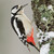 TWT91076 - Woodpecker (1 pack of 8 charity Christmas cards)