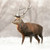 TWT91081 - Red Deer, Stag (1 pack of 8 charity Christmas cards)