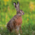 WT91442 - Brown Hare (1 blank card)