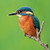 WT91447 - Kingfisher (1 blank card)