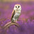 WT91451 - Barn Owl (1 blank card)
