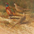 NC74286 - Pheasants (1 blank card)~