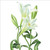 BS77474 - Longiflorum Lilies (1 blank card)