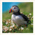 SM25033 - Puffin (1 blank card)