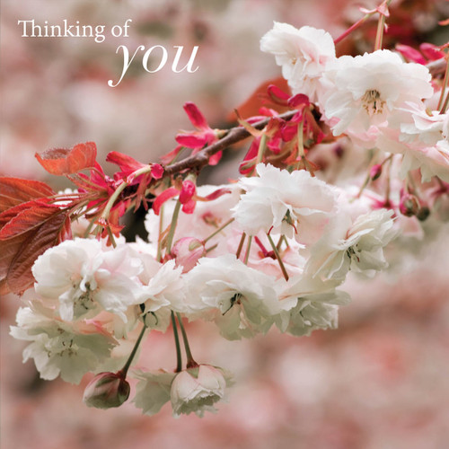 SM14189Y - Cherry Blossom (1 thinking of you card)~ - ECO-FRIENDLY ...