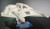 Vintage & POTF II Snowspeeder stand