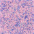 Czech Seed Bead 10/0  Cotton Candy Mix 22g Vial